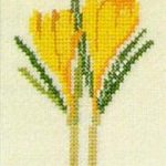 Yellow Crocus