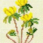 Winter Aconite