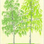 Birch