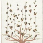 Family Tree