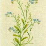 Forget-me-not