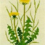 Dandelion