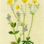 Buttercup