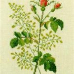 French Rose