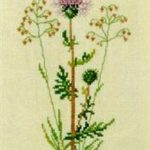 Knapweed
