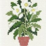 Christmas Rose