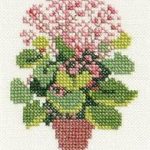 Christmas Begonia
