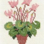 Cyclamen