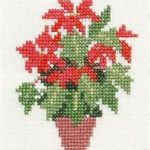Poinsettia