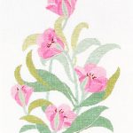 Rosa Tulip