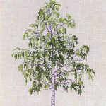 Birch