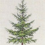 Spruce