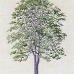 Tree of Heaven