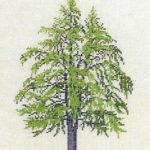 Ginkgo