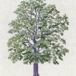 Honey Locust