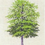 Beech