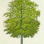Beech