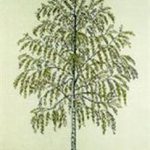 Birch