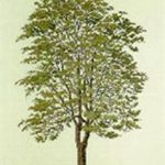 Tree of Heaven