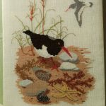 Oystercatcher