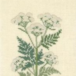 Sweet Chervil