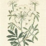 Water Hemlock