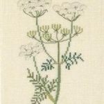 Chervil