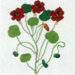 Nasturtium