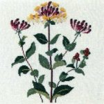 Honeysuckle