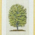 Beech