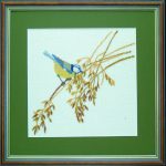 Blue Tit