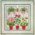 Poinsettia