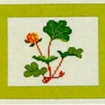 Cloudberry
