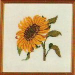 Little Sunflower