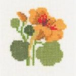 Nasturtium