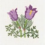 Pasque Flower