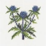 Eryngium