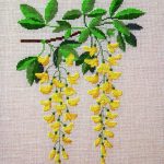 Laburnum