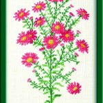 Aster