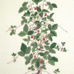 Wild Strawberry