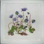 Blue Anemone