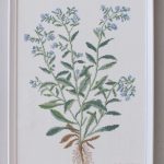 Borage