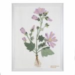 Mallow