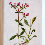 Carnations