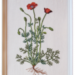 Poppy