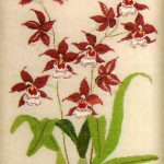 Red Orchid