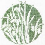 Snowdrops