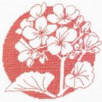 Geranium