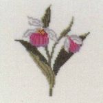 Lady's Slipper, Minnesota