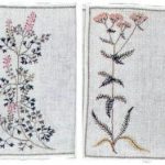 Fumaria and Yarrow